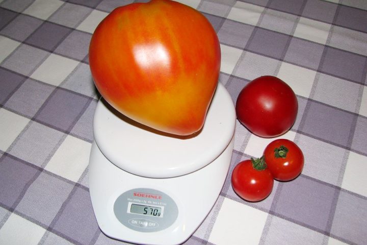 570 Gramm Tomate: Russian Orange