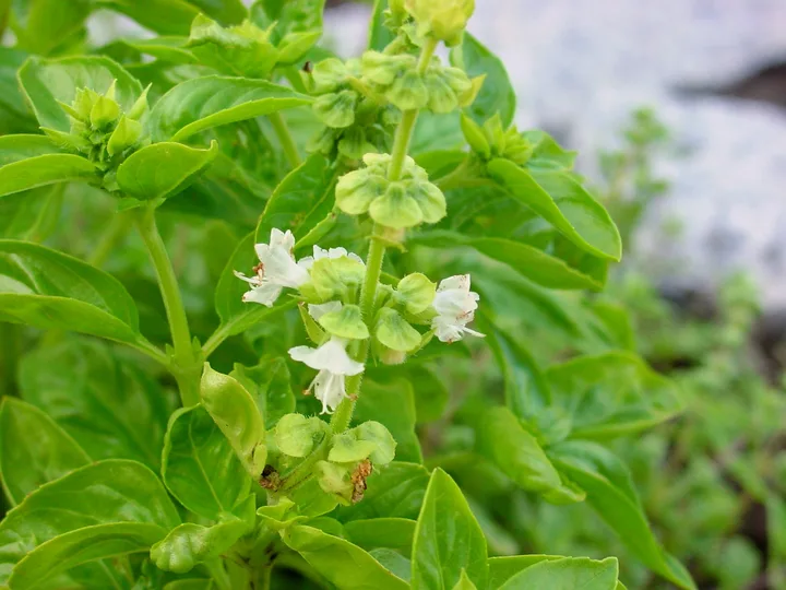 Blühender Basilikum