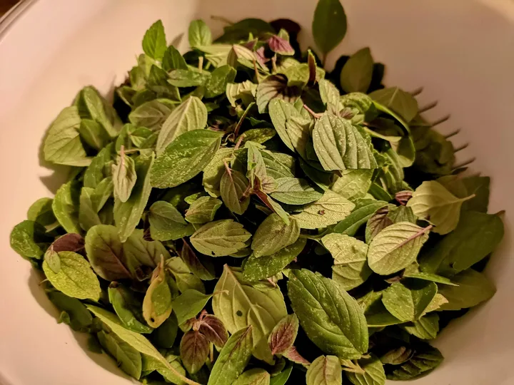 Basilikum einfrieren