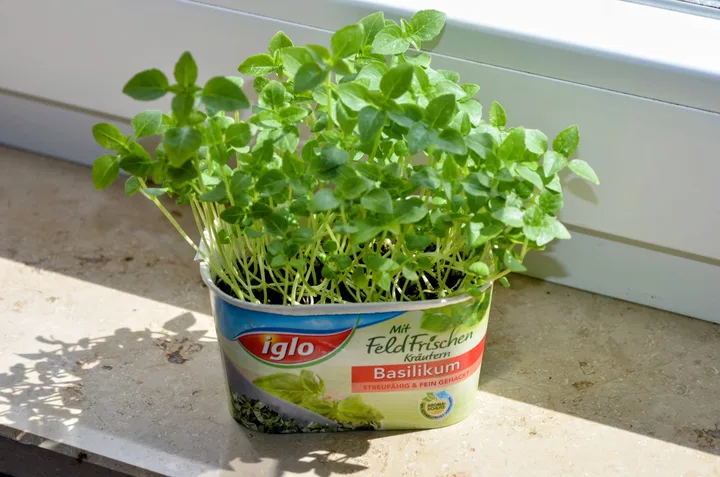 Selbst ausgesäter Basilikum