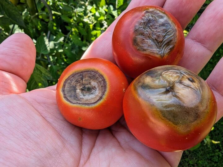 Tomatenkrankheit: Blütenendfäule, befallene reife Tomaten