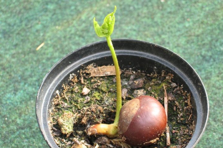 Ein Kastanienbaum wird geboren