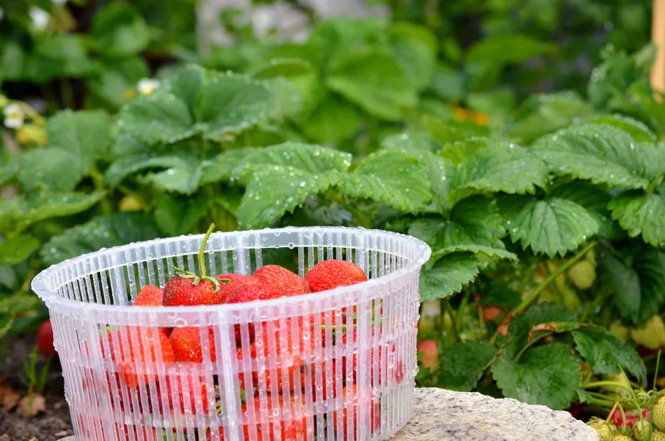 Erdbeeren pflanzen