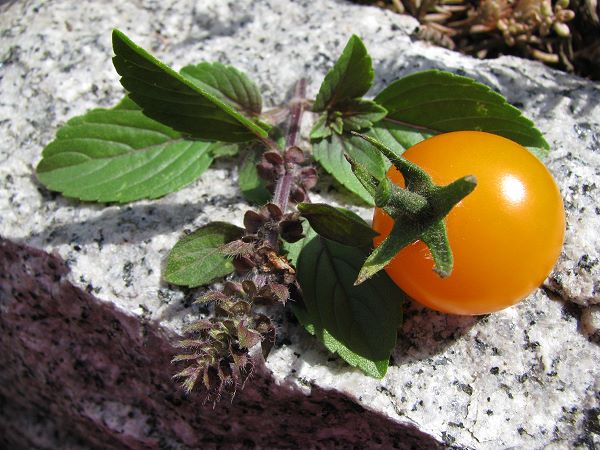 Tomatensorte Golden Pearl