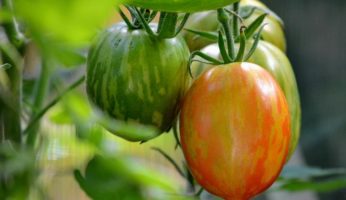 Gestreifte, mehrfarbige Tomatensorte