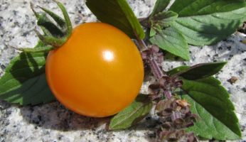 Golden Pearl Tomate mit Basilikum-Zweig