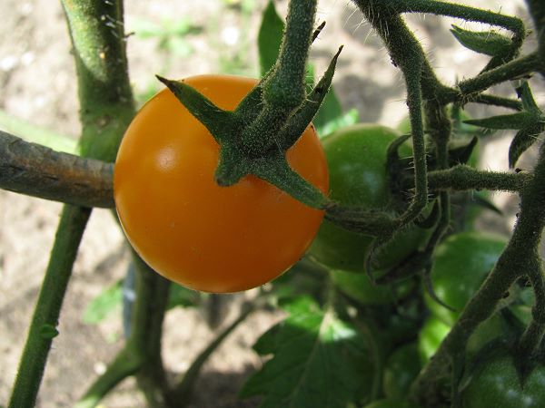 Tomatensorte Golden Pearl, reife Kirschtomate