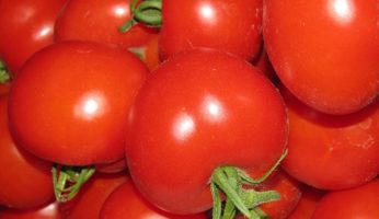 Tomatensorte Hildares