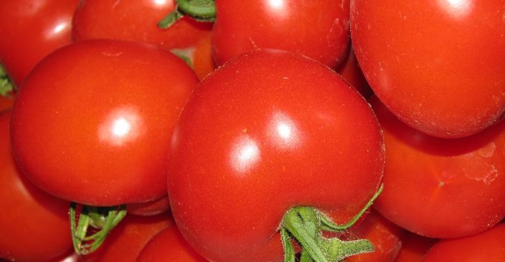 Tomatensorte Hildares