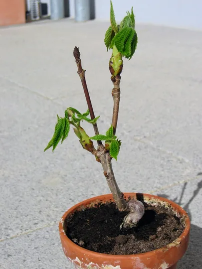 Kastanienbaum im Topf im April