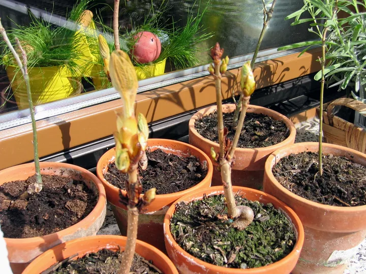 Kleine Bäume im Topf im Frühjahr