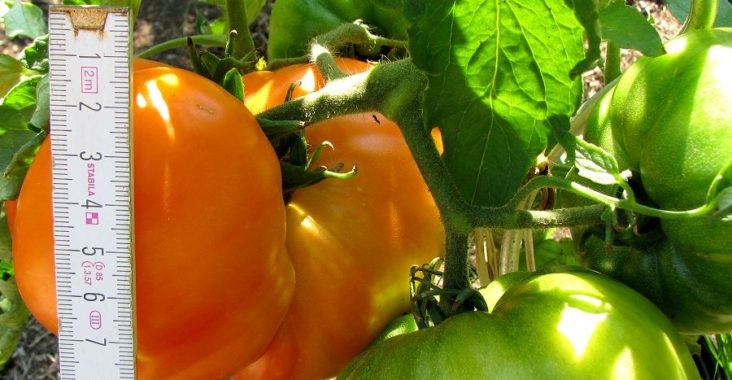 Orange Russian Tomate