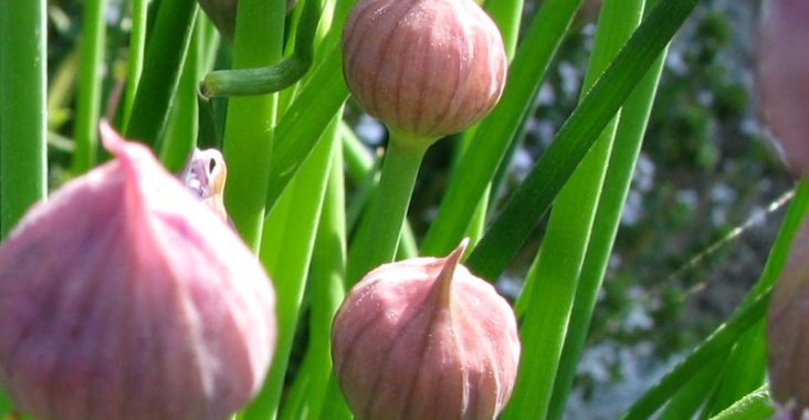 Schnittlauch kurz vor der Blüte