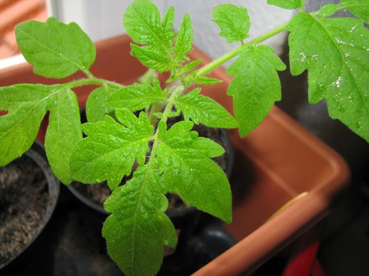 Tomaten auf der Fensterbank