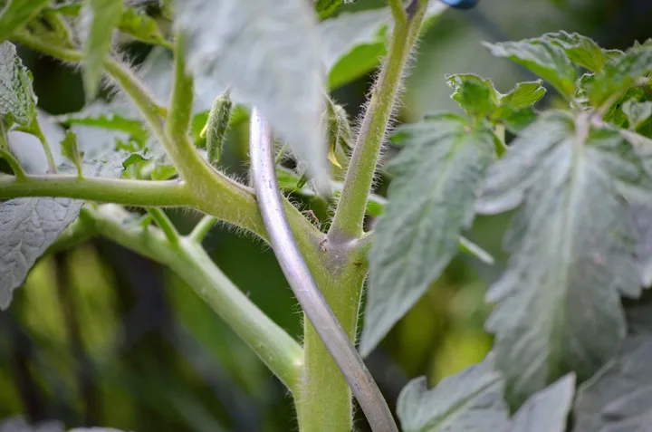 Geiztrieb in der Blattachsel einer Tomatenpflanze