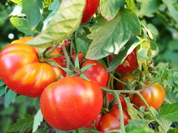 Tomatenpflanzen im Garten