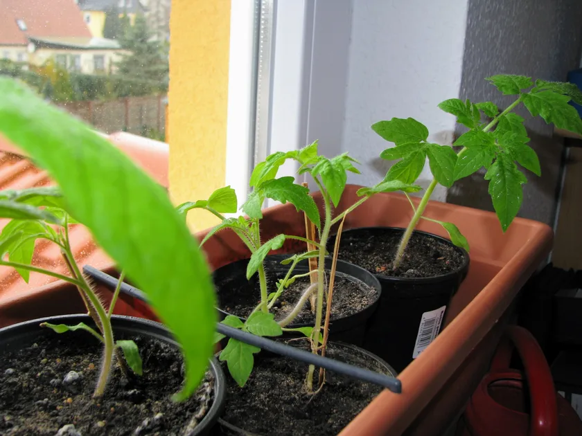 Tomatenpflanzen auf der Fensterbank im April