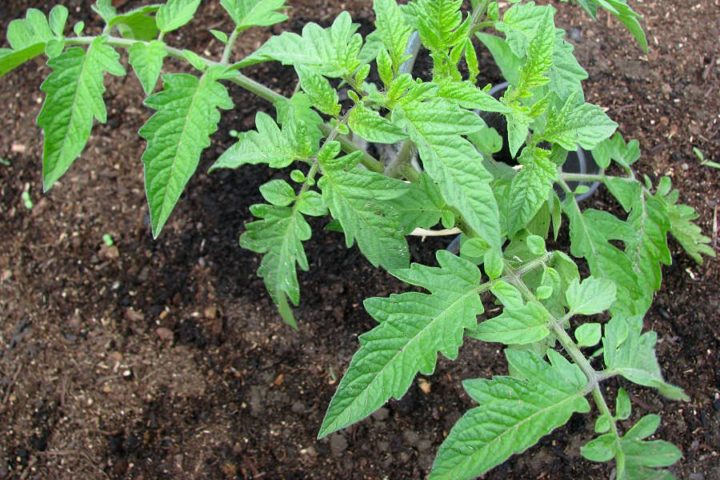 Tomatenpflanze wird ins Beet gepflanzt