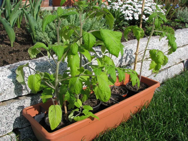 Tomatenjungpflanzen kurz vor dem Auspflanzen